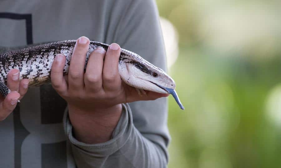 Criança segurando lagarto de língua azul 