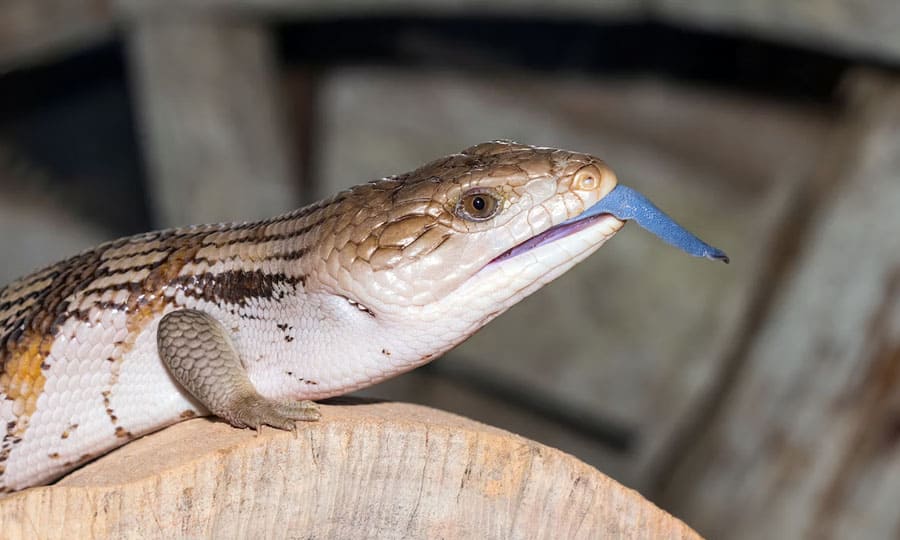imagem de lagarto com a língua azul