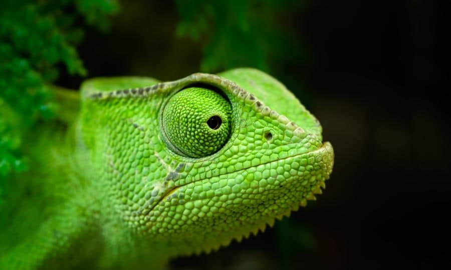 imagem camaleão verde