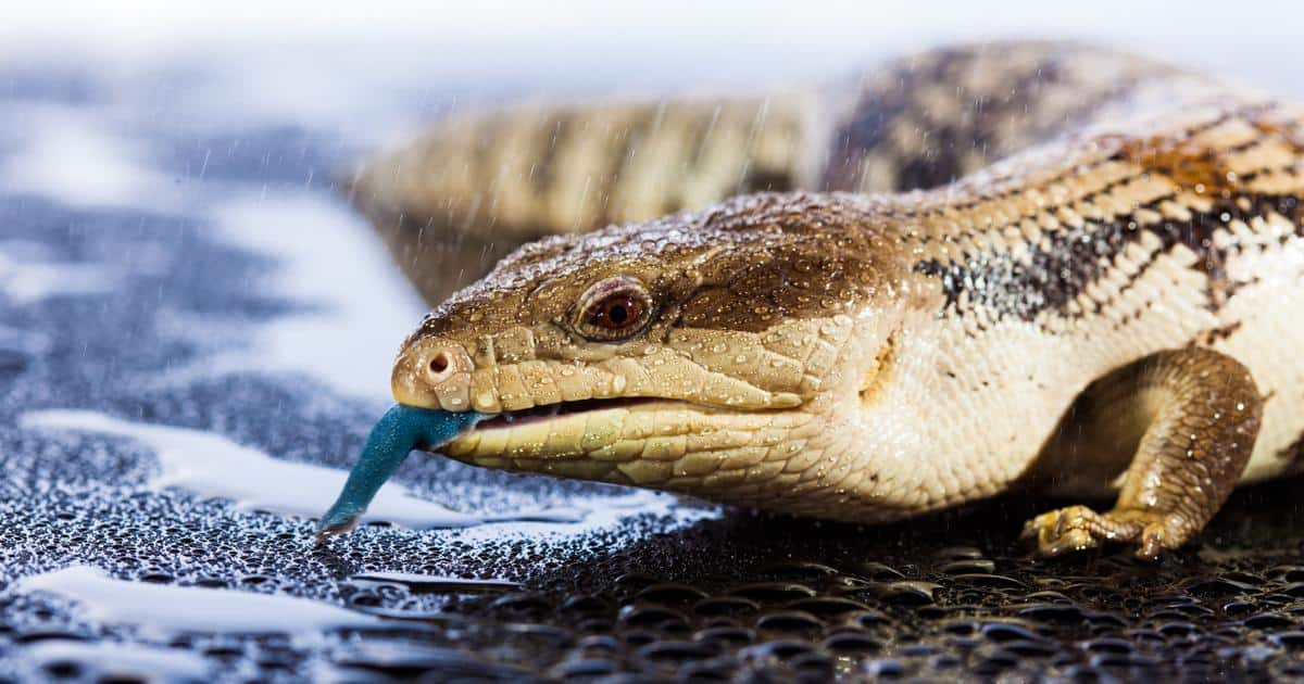 imagem de lagarto de língua azul