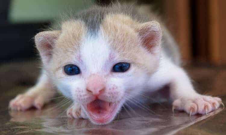 gato filhote com boca aberta