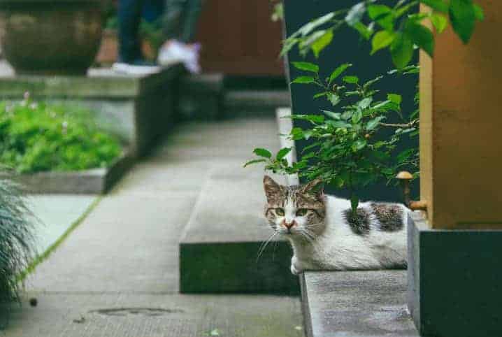 gato deitado em quintal entre plantas 