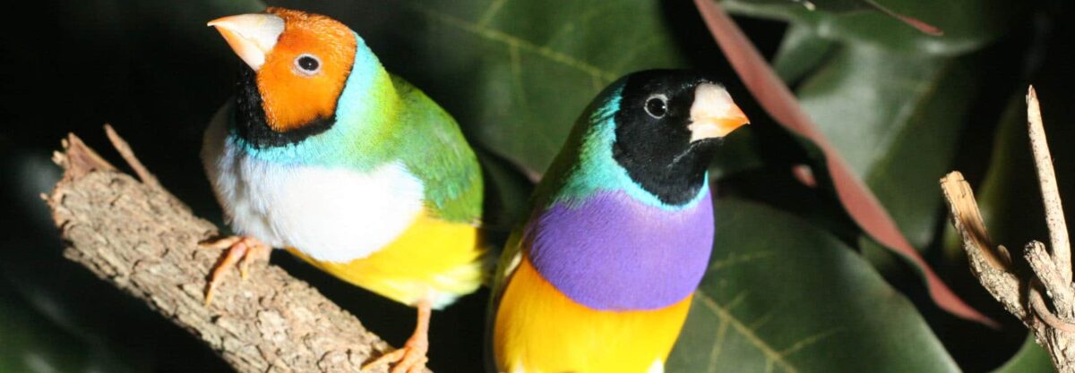 capasafariaves