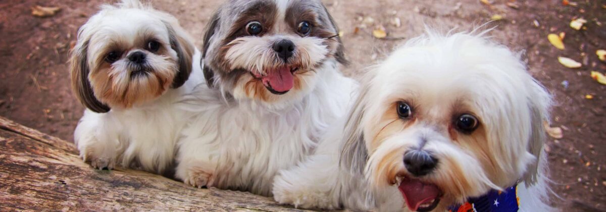 capashihtzu