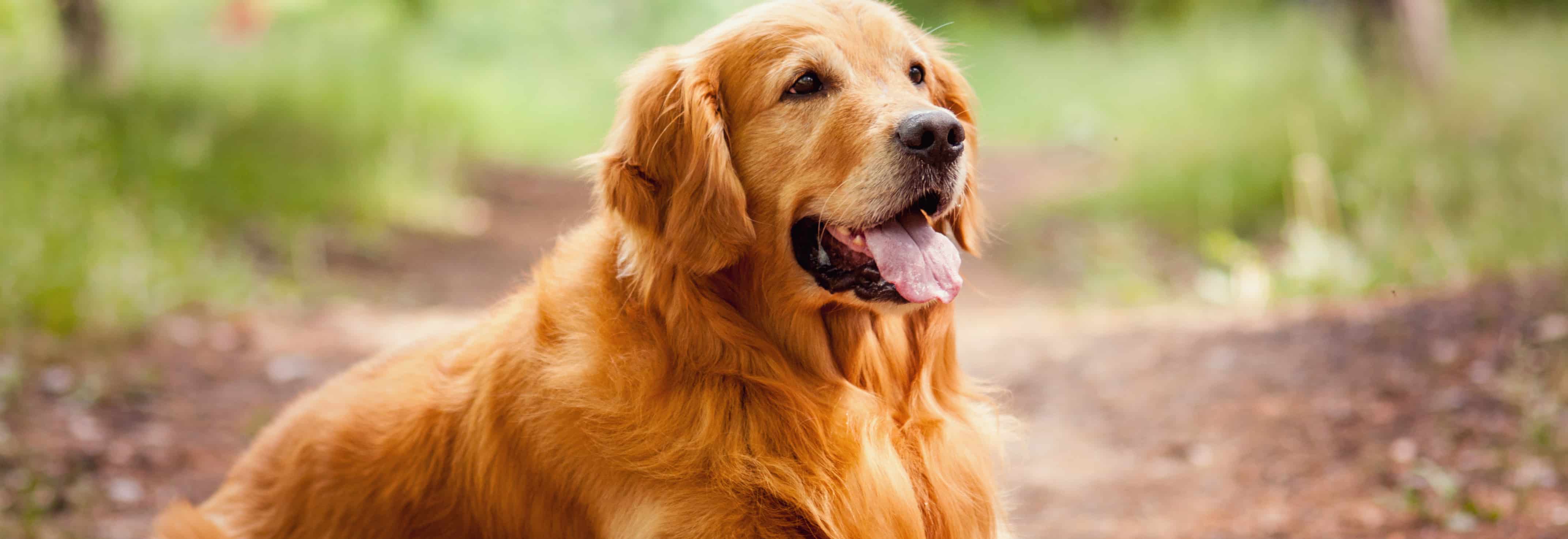 Conheça diversas curiosidades sobre o Golden Retriever | Petz