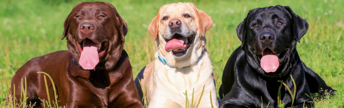 labradorcapa