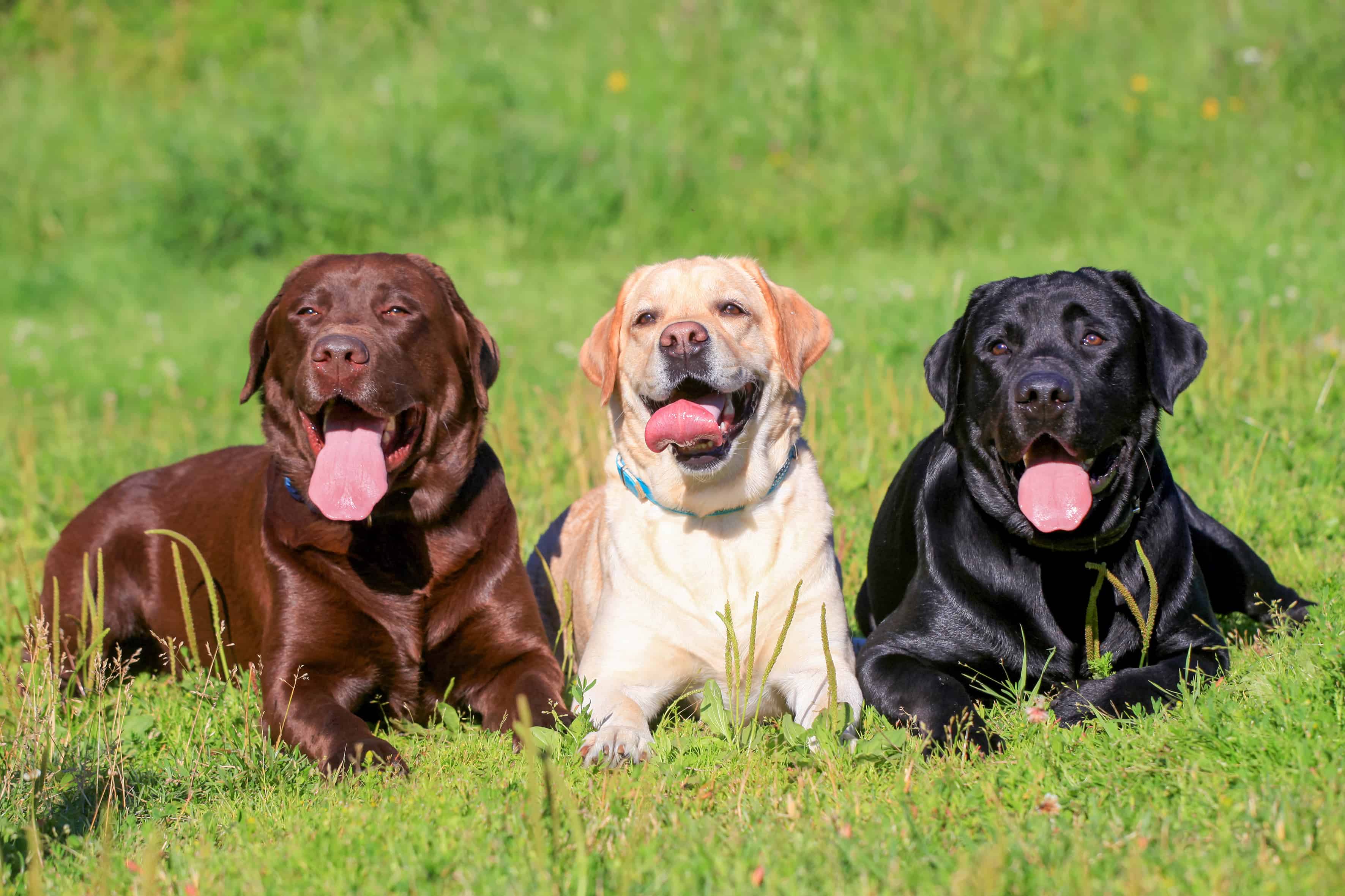 Labradores adultos marrom, caramelo e preto com a lingua para fora