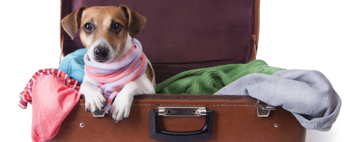 capa escolher hotel pet