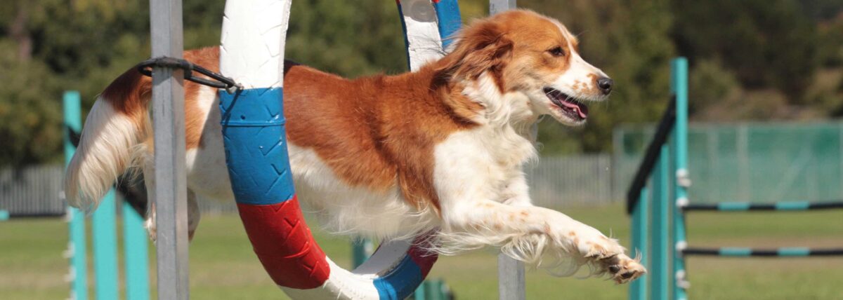 capaagility