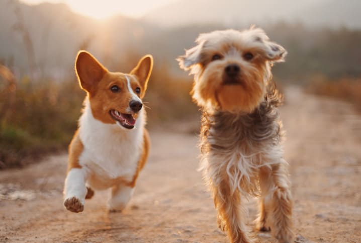 mais que animais de estimação membros da familia