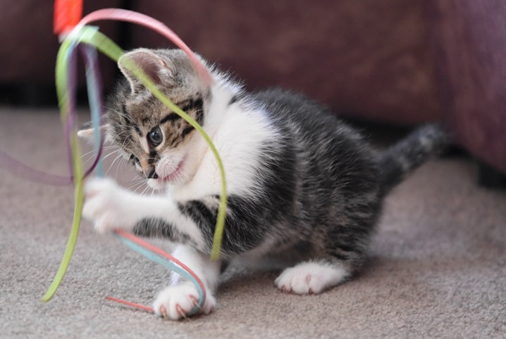 Por que deve treinar o seu gato e como fazê-lo em 5 passos