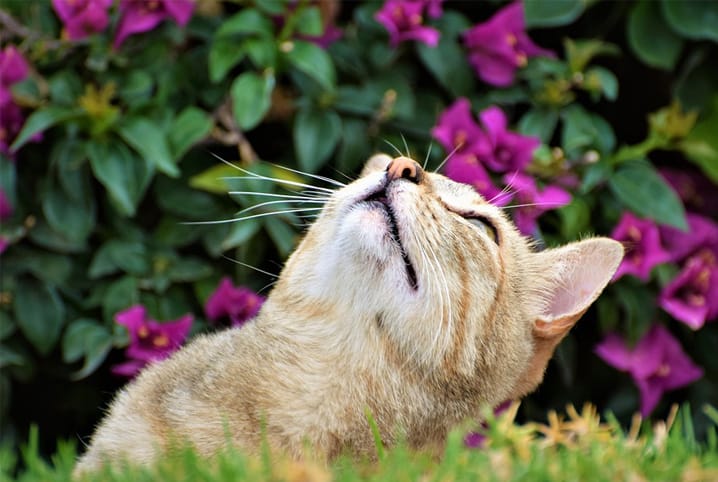 como o gato se comunica pet