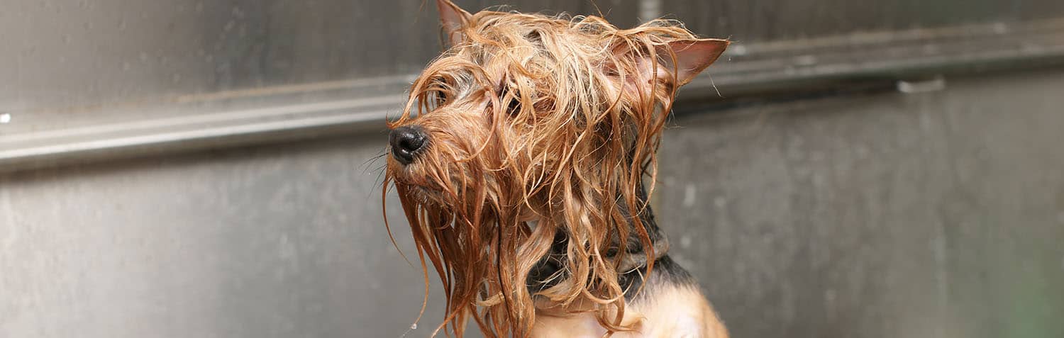 Pet shop banho e tosa perto de mim: guia e dicas essenciais