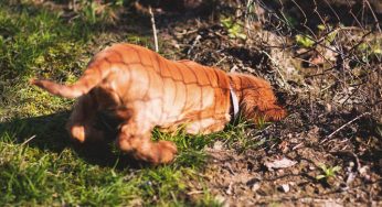 Cachorro cavando: por que os cães têm esse hábito?