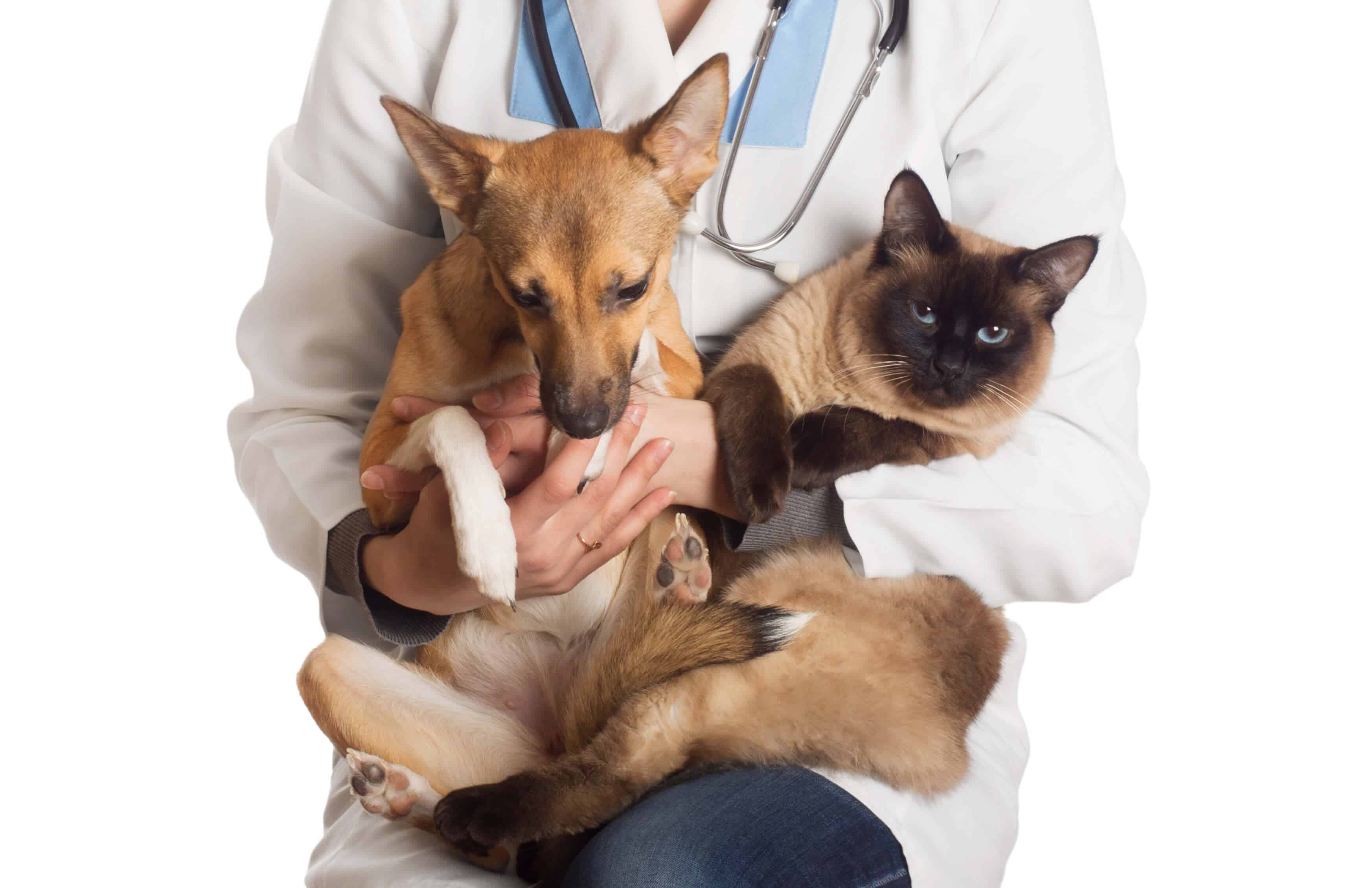 Por que a castração de cães e gatos é tão importante? - Blog Petz