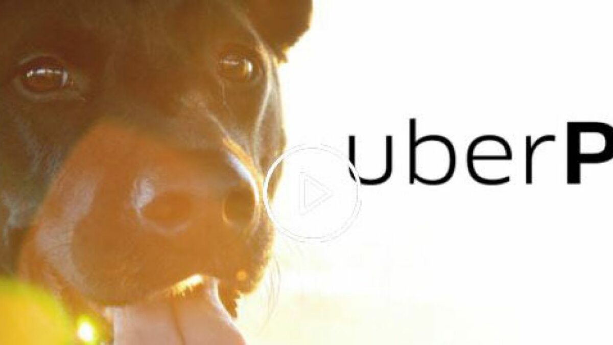 uber petCapa