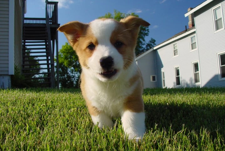 Featured image of post Fotos De Filhotes De Cachorro : Mas não importa o tamanho dos nossos cachorros, eles sempre serão fofos e cheio de amor pra dar incondicionalmente.