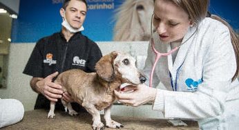 Hora do banho em cães idosos requer atenção especial