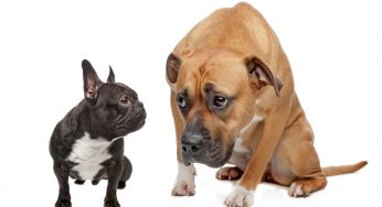 Cães medrosos