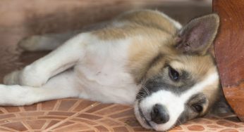 Cães que passam muito tempo sozinhos