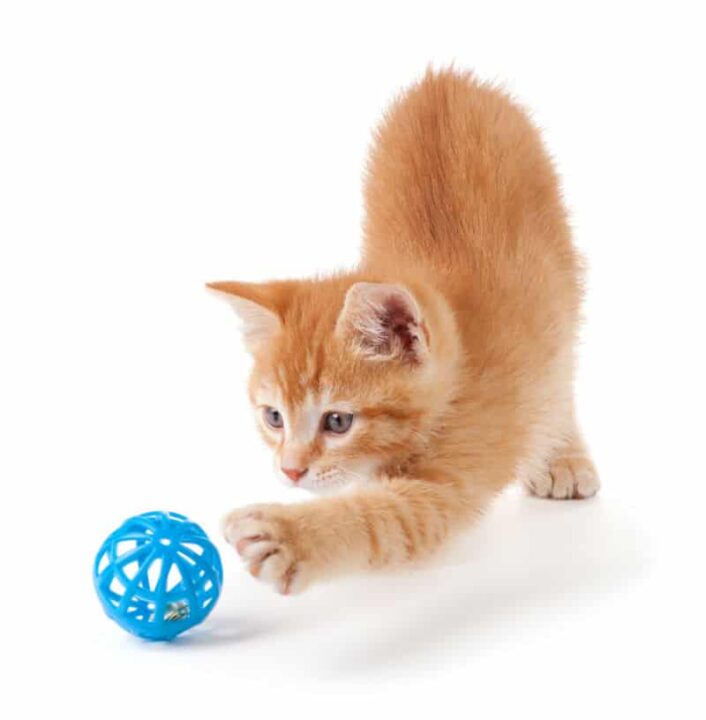 brinquedos indicados gatos