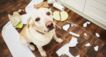 Como lidar com cães que destroem objetos?