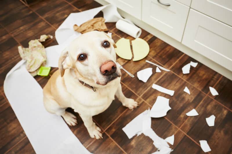 Cães que destroem objetos: o que fazer para resolver o problema? | Petz