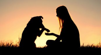 Dicas para resgatar cães