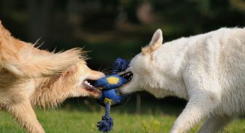 Disputa entre cães