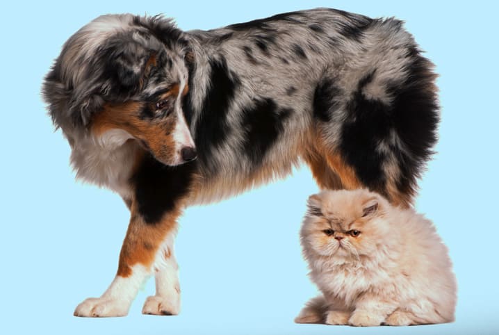 Briga de gato – Seu felino e novos pets