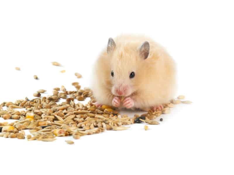 Como alimentar um hamster para que ele viva com saúde