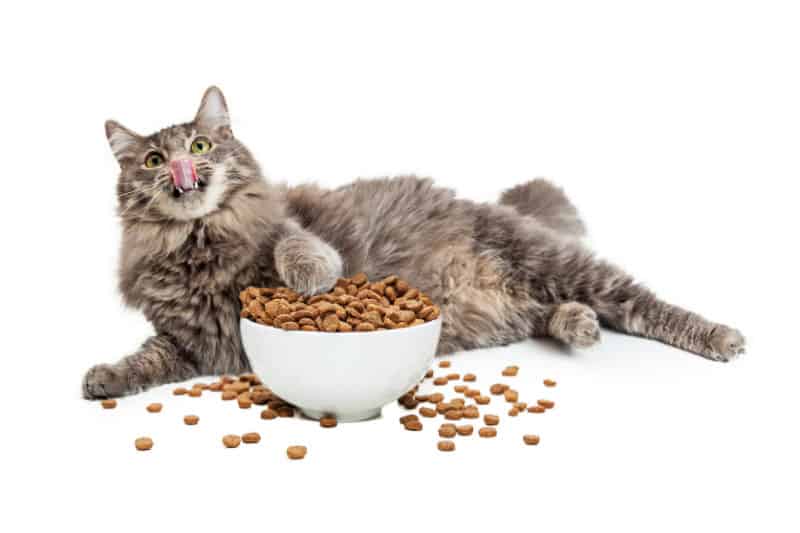 Dietas para gatos: A alimentação correta para felinos