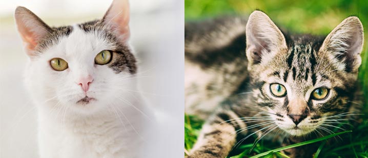 Dois gatinhos