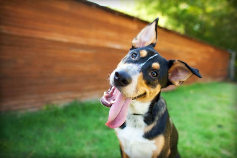 Nomes franceses para cachorros - Mais de 200 IDEIAS 🐶