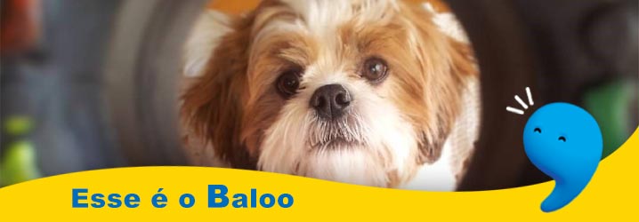 Nome para cachorro com a letra B