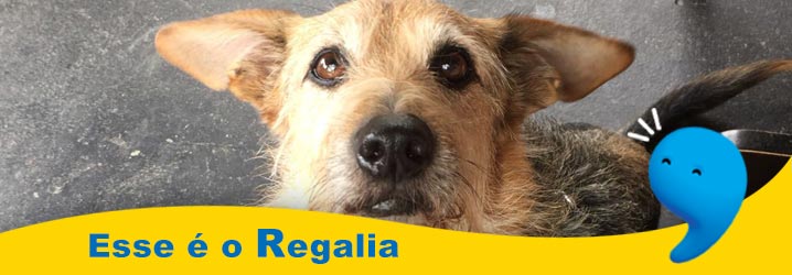 Nome para cachorro com a letra R
