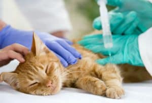 Gato recebendo vacina de mãos humanas com luvas