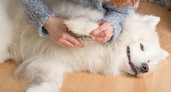 Conheça a melhor forma de cuidar das unhas de cachorro
