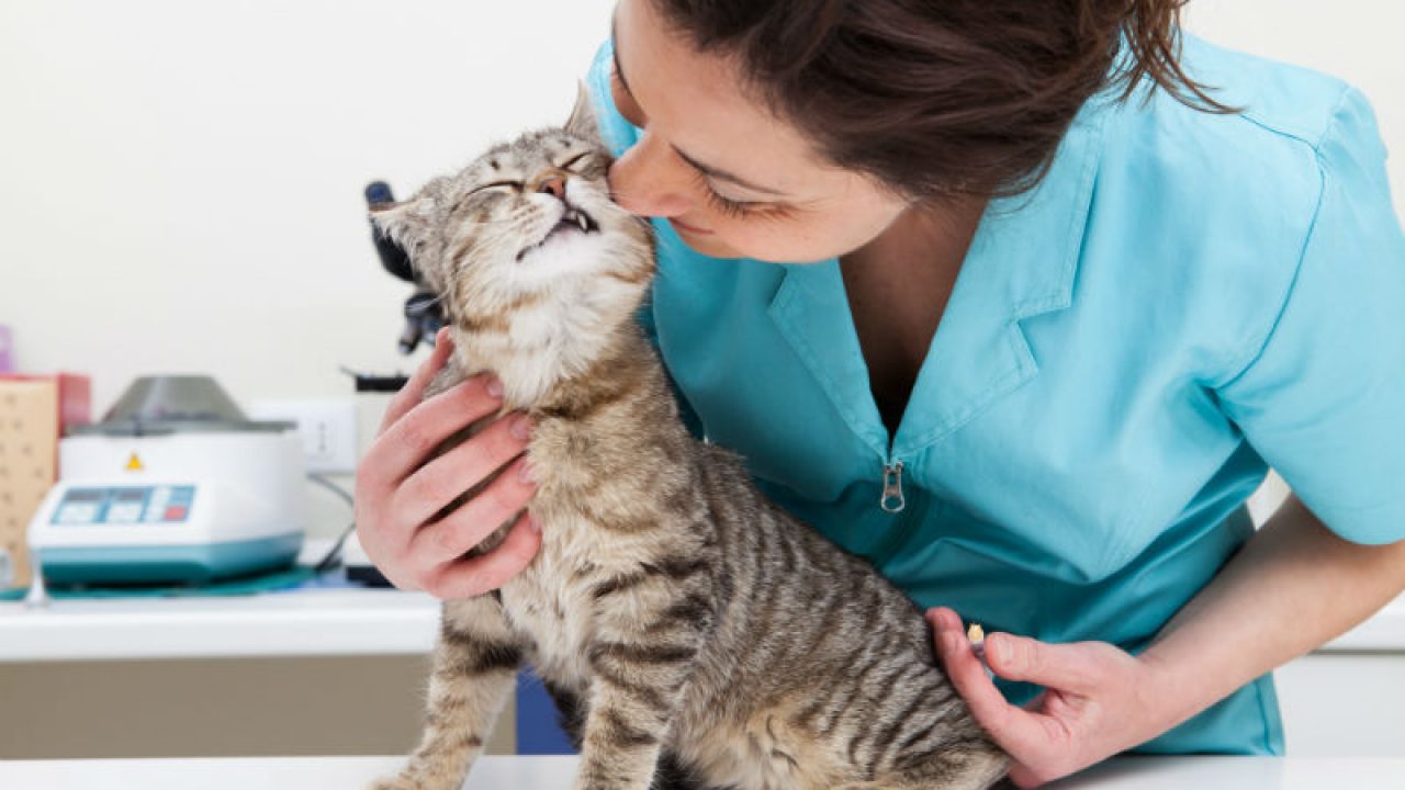 vacinacao para gatos Vacinação para gatos. Quais os benefícios da Vacina? | Petz