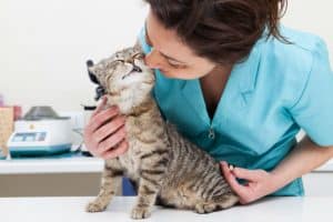 Vacinação para gatos aplicada por veterinária