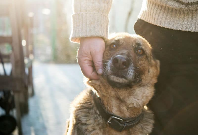 Cachorro encostado na perna de uma mulher recebendo carinho dela na face