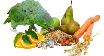 Alimentação das aves – A dieta saudável para seu pet