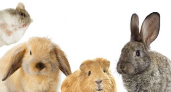 Animais de pequeno porte – Cuidados com pets menores