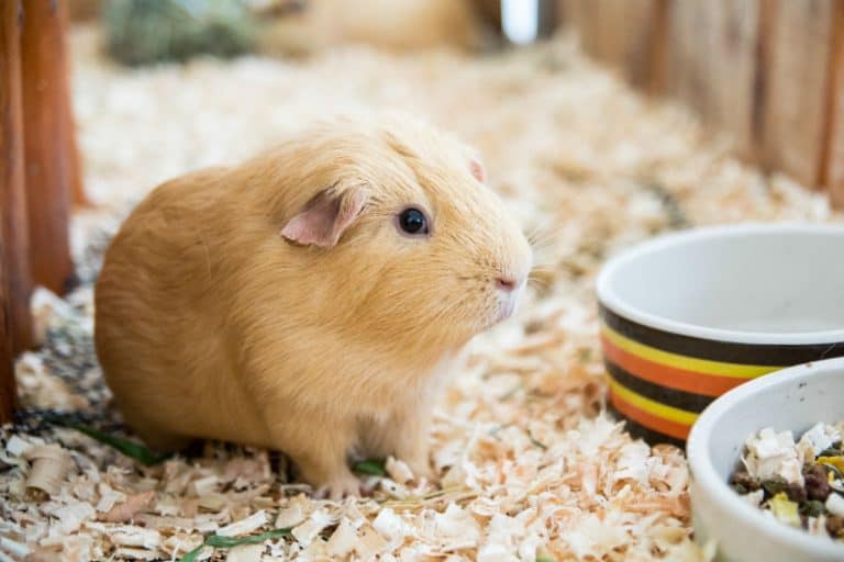 Animais de pequeno porte: Guia de cuidados especiais | Petz