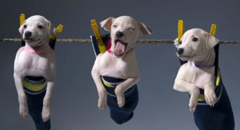 Cachorro filhote – 15 coisas que ele queria te dizer