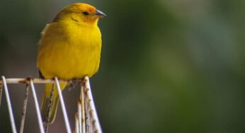 Afinal, canário pode comer alface ou não?