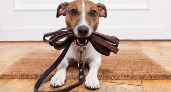 Coleira para cachorro – Como escolher o modelo ideal