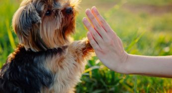 Como treinar seu cachorro de forma eficiente
