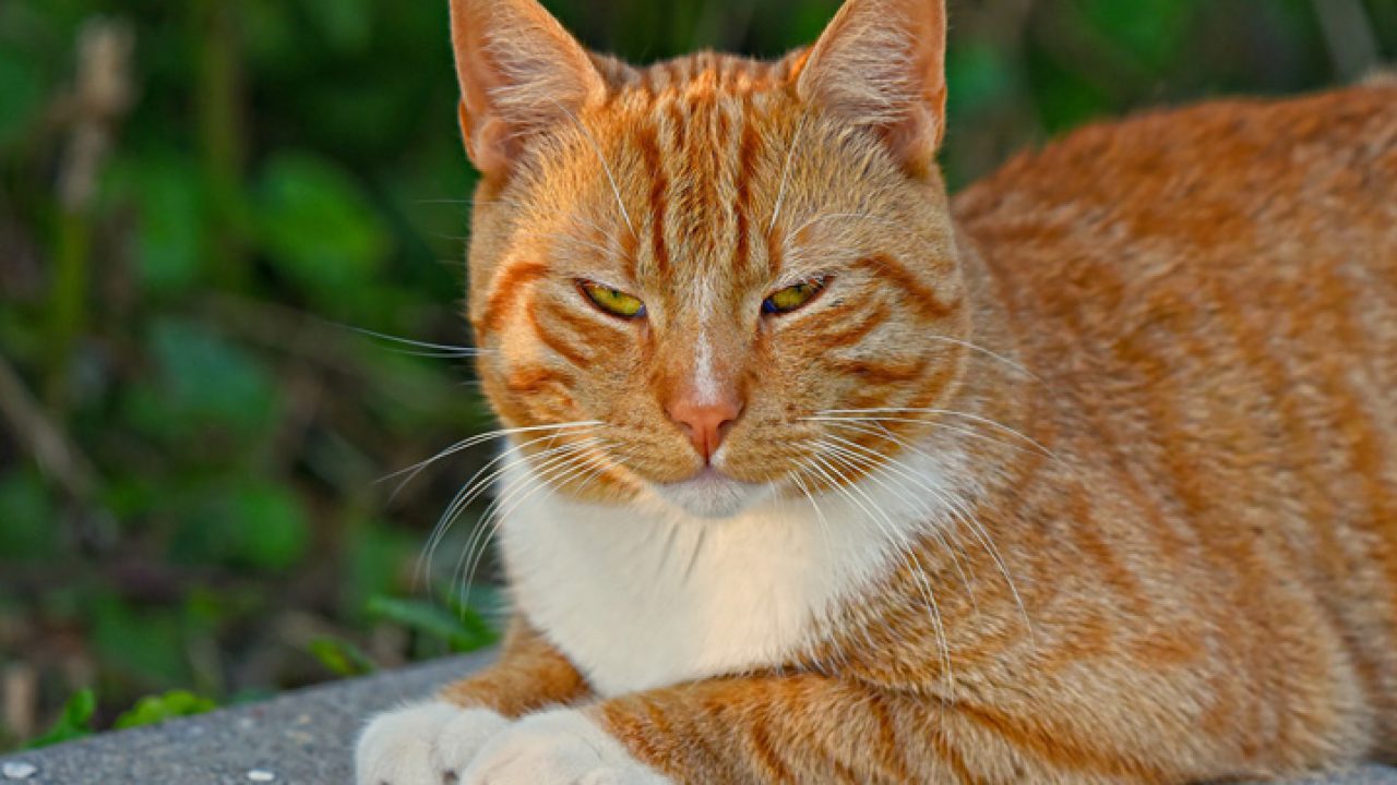 Como este gato laranja se tornou uma voz para trabalhadores sindicais dos  EUA