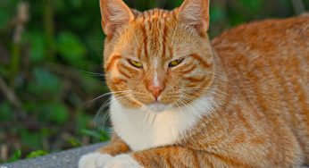 Gatos agressivos: manual para lidar com pequenas feras